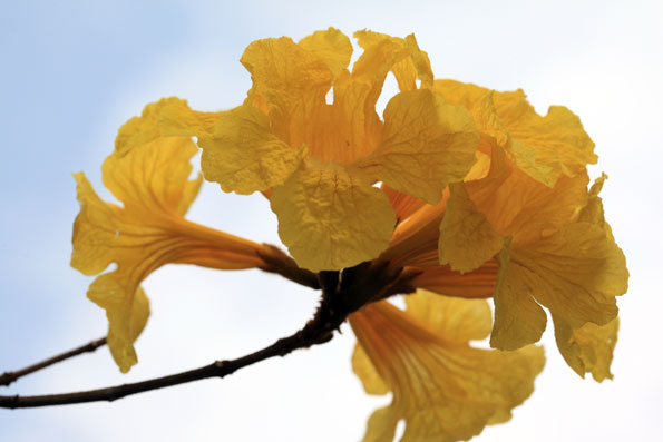 コガネノウゼンの花