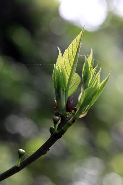 林道大熊本茶線２