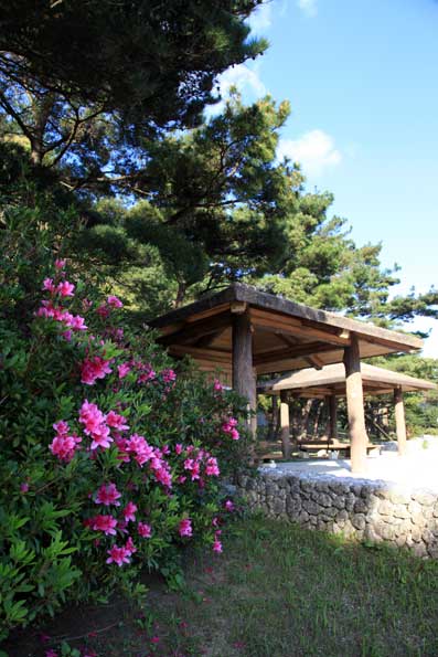 瀬留公園のツツジ