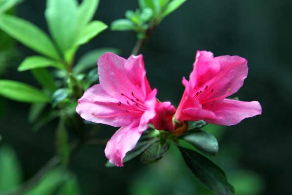みかんの花