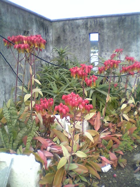 謎の花、教えてください