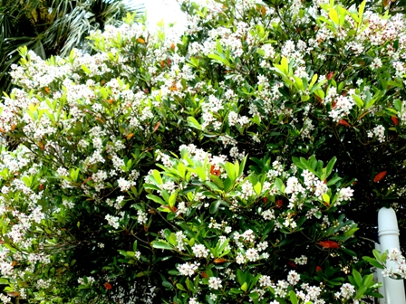 季節を感じる花