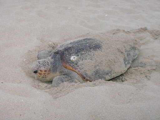 ウミガメネット２へ移行