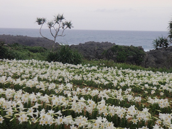 ４月３０日　えらぶ郷土研究会　例会　奄美の砂糖と倒幕資金