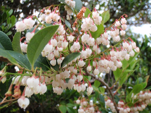 ＧＷ期間中　ギーマの花　楽しめます。