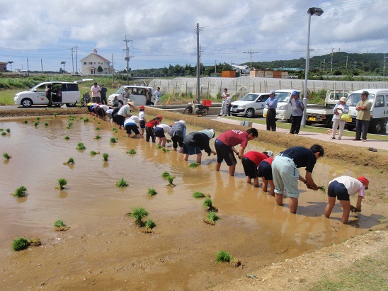 5月に植えた稲が50cmほどに成長しています。