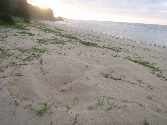 沖永良部島学との対話　与論島クオリアより