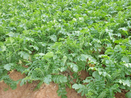 野菜の高値　長期化