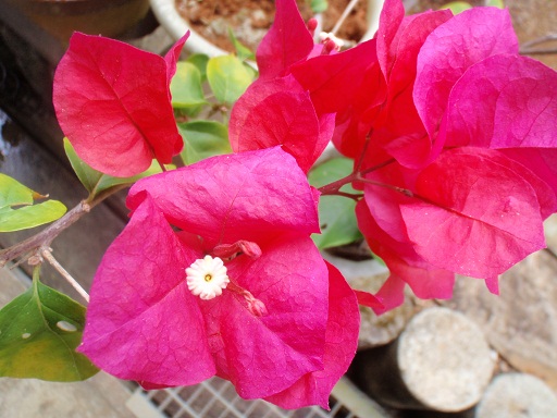 カルピス社がアレルギー・花粉症にいい菌発見