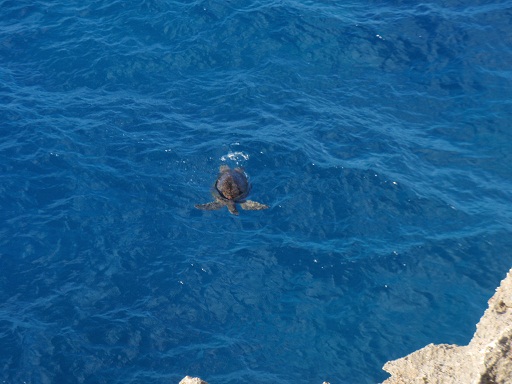 お見合い大作戦　沖永良部島　ウミガメがＰＲされています。