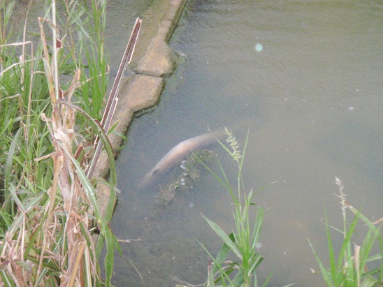 奥川中流にて大ウナギ数匹死亡の確認に行きました。