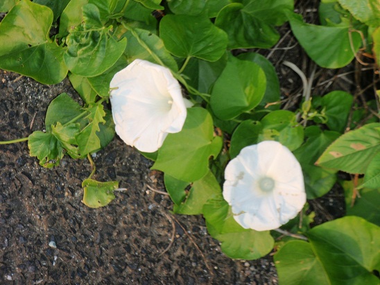 和泊町希少動植物審議委員