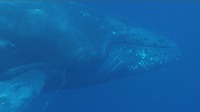 ザトウクジラ　南海日日新聞に掲載