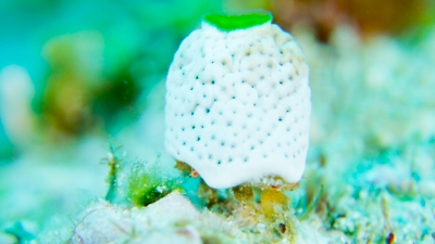 未確認生物大陸