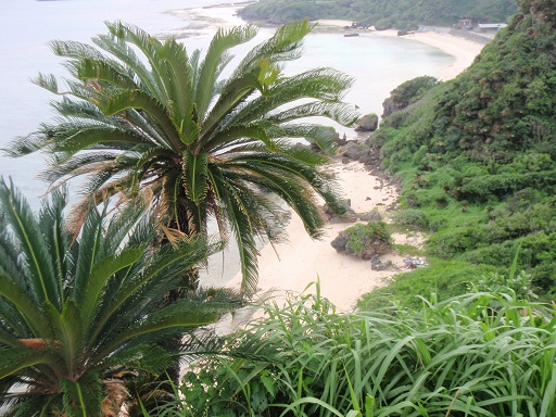 植村花菜　　糸　　中島みゆき