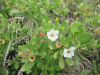 　沖永良部島民族植物誌