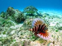 沖縄の魚の図鑑