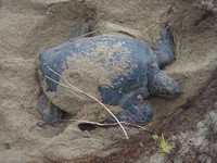 第3回奄美大島ウミガメミーティング　奄美海洋生物研究会