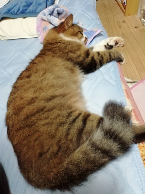 持久走