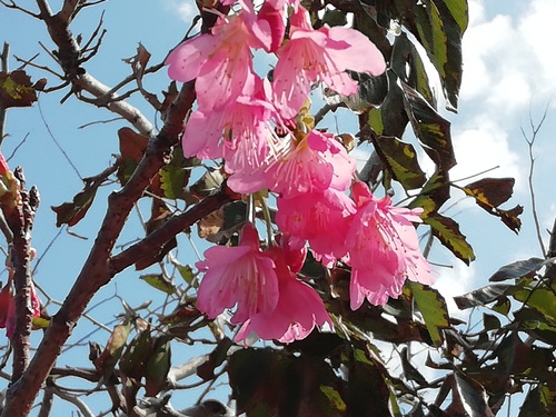 庭で花見