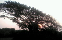 夕日