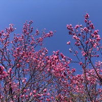 青空に映える桜
