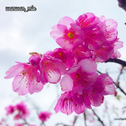 桜の季節が到来〜