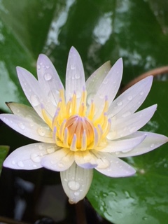 酸いも甘いも里いも 雨に咲く花