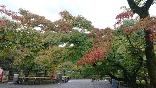 今日から営業再会します！京都旅行・すったもんだの末に金閣寺へ辿り着く。