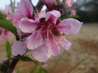 三線の花　YOUTUBE