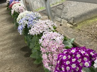 まだまだ花盛り（5/10）