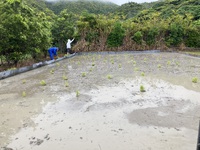 田植えです。（4/20）
