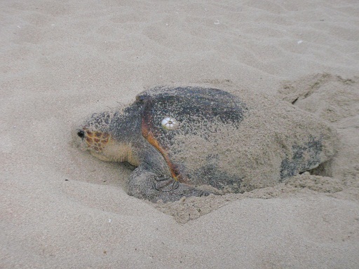 ウミガメ早朝の産卵