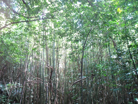 竹林の風景