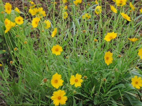 特定外来生物法　植物も数種類指定されています。