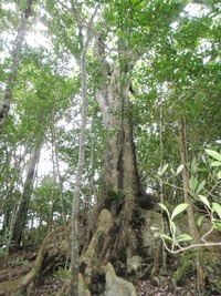 島の食材・奄美の絶景・源為頼伝説