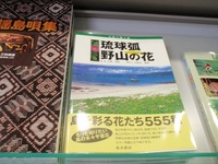 特定外来生物　　オオキンケイギク