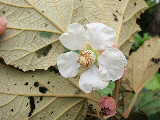 ホウロクイチゴの花