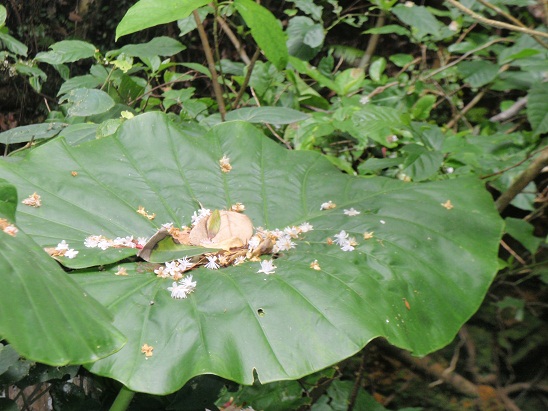 ギーマの花が咲き始めてます。　沖永良部島では希少種