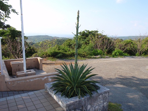 沖永良部島植物愛好会 沖永良部島石垣愛好会 沖縄の植物図鑑