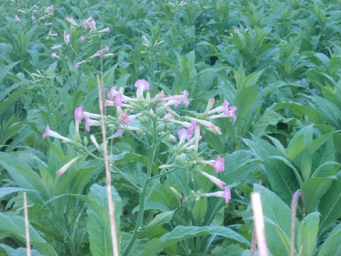 タバコの花