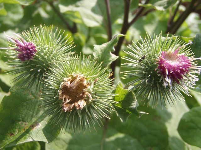 ごぼうの花　　大隅半島で４０ha栽培出荷開始