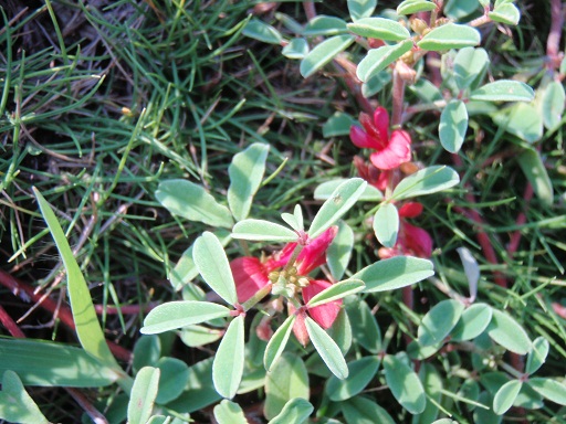 天然植物の化粧品　草花木果