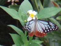 この植物は何？　ＯＮＬＩＮＥ植物アルバムより