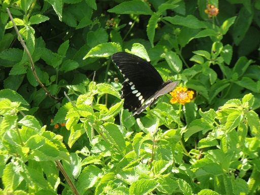 ニュージーランド　巨樹の森